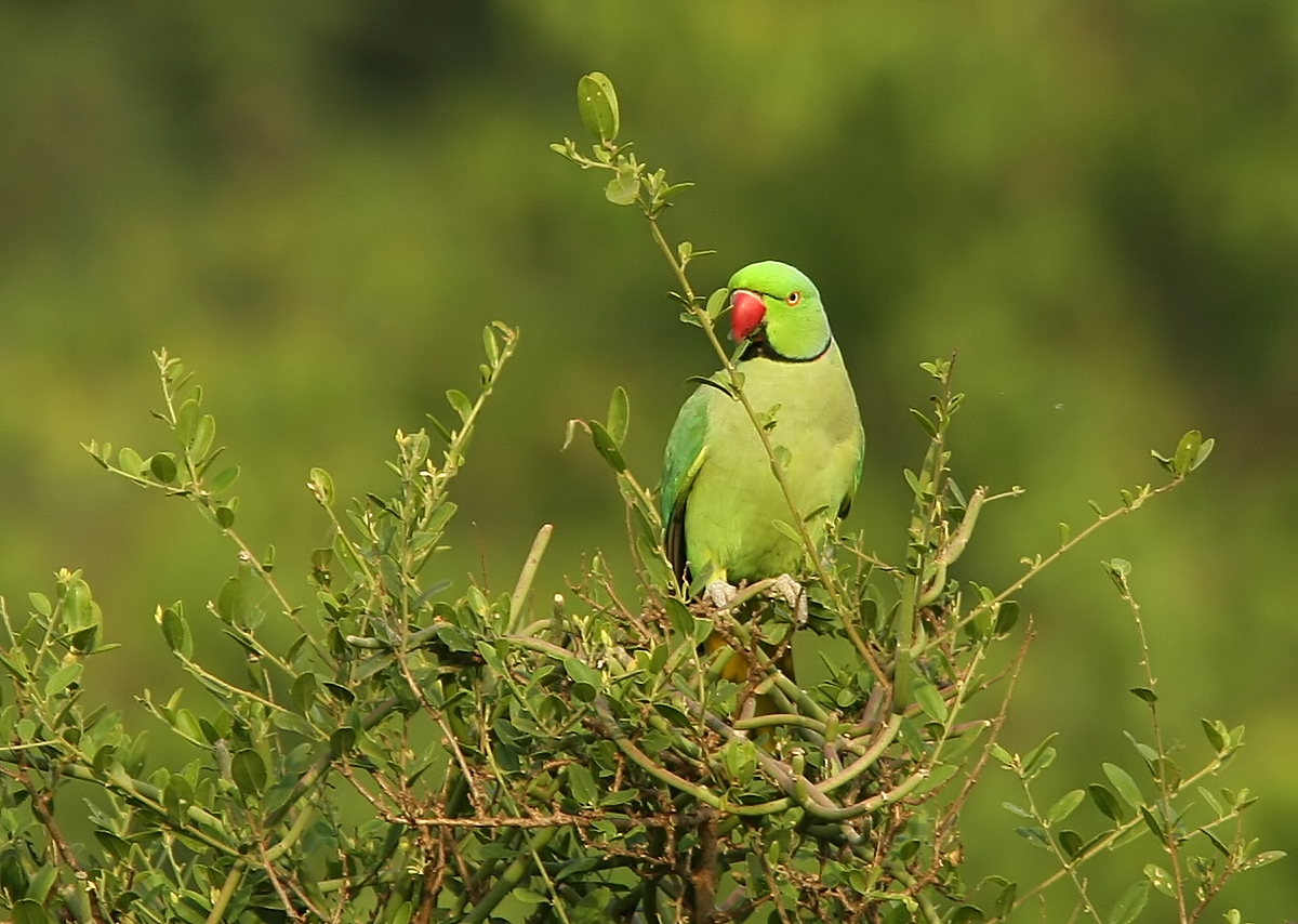 Rose Ringed Parakeet Birdsiitk